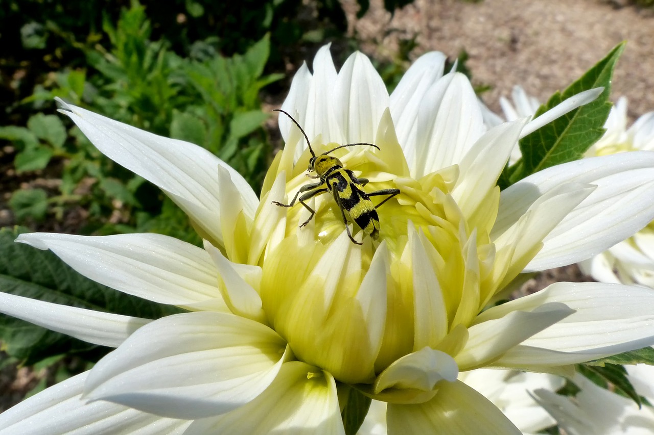 nature flower plant free photo