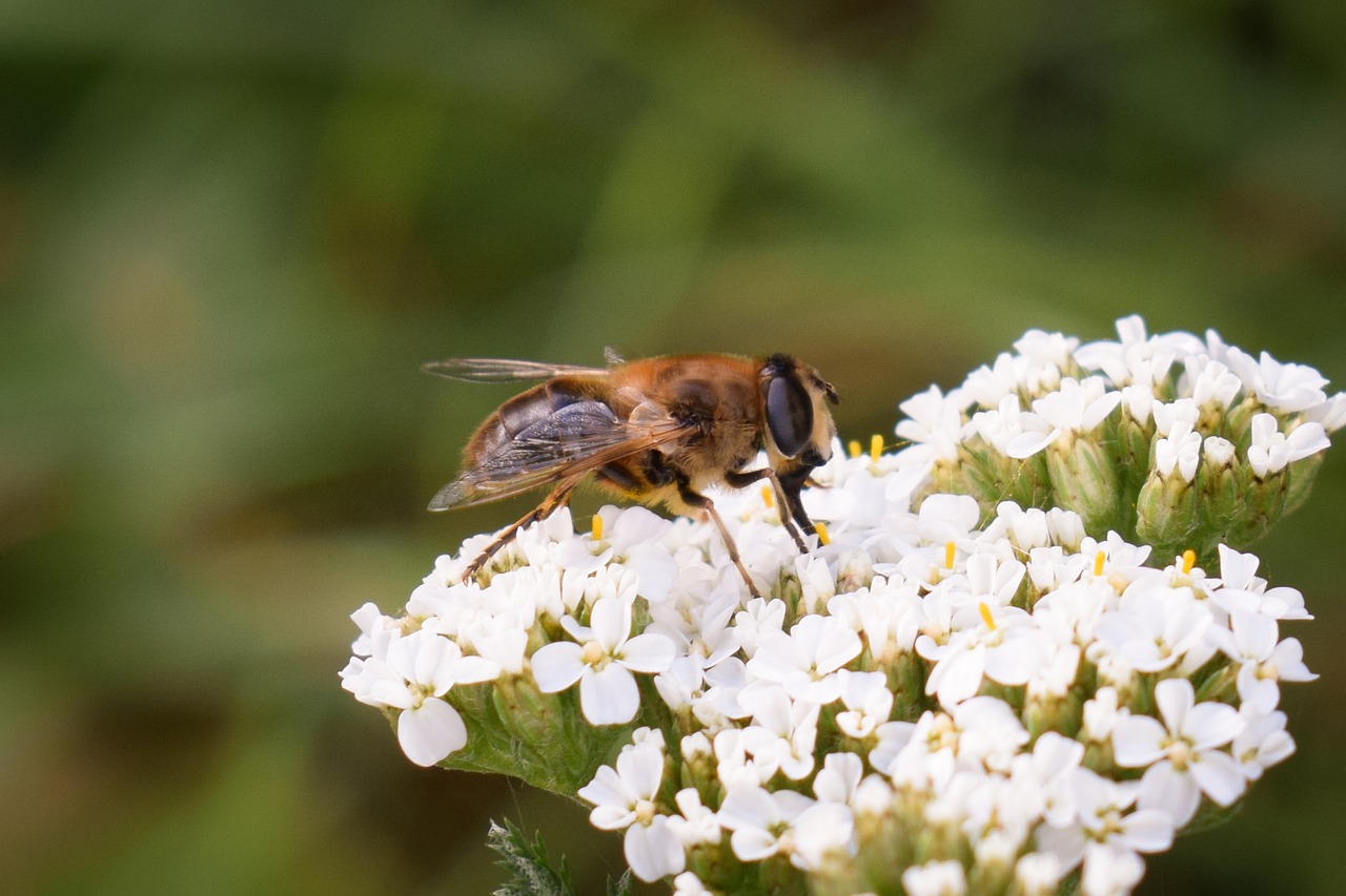 nature bees bug free photo