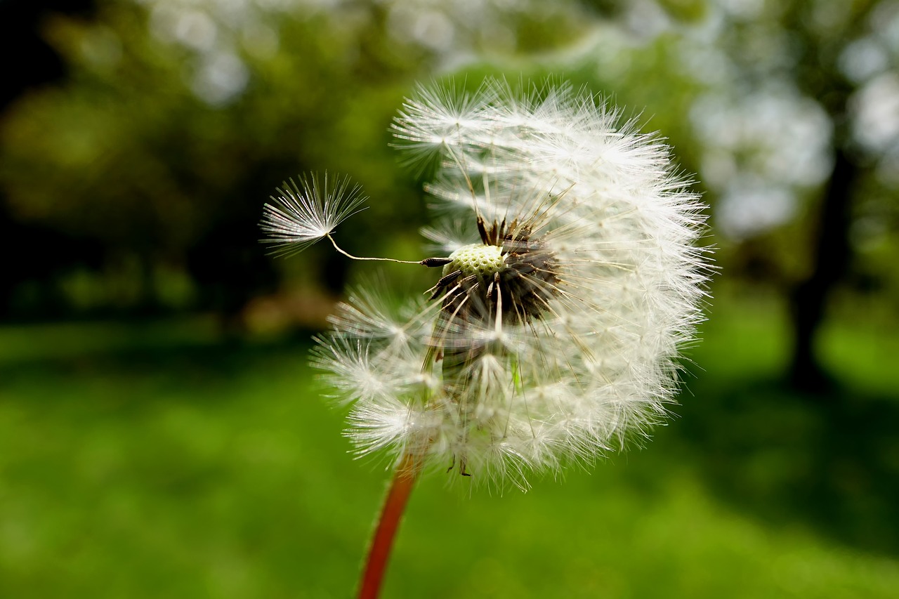 nature dandelion plant free photo