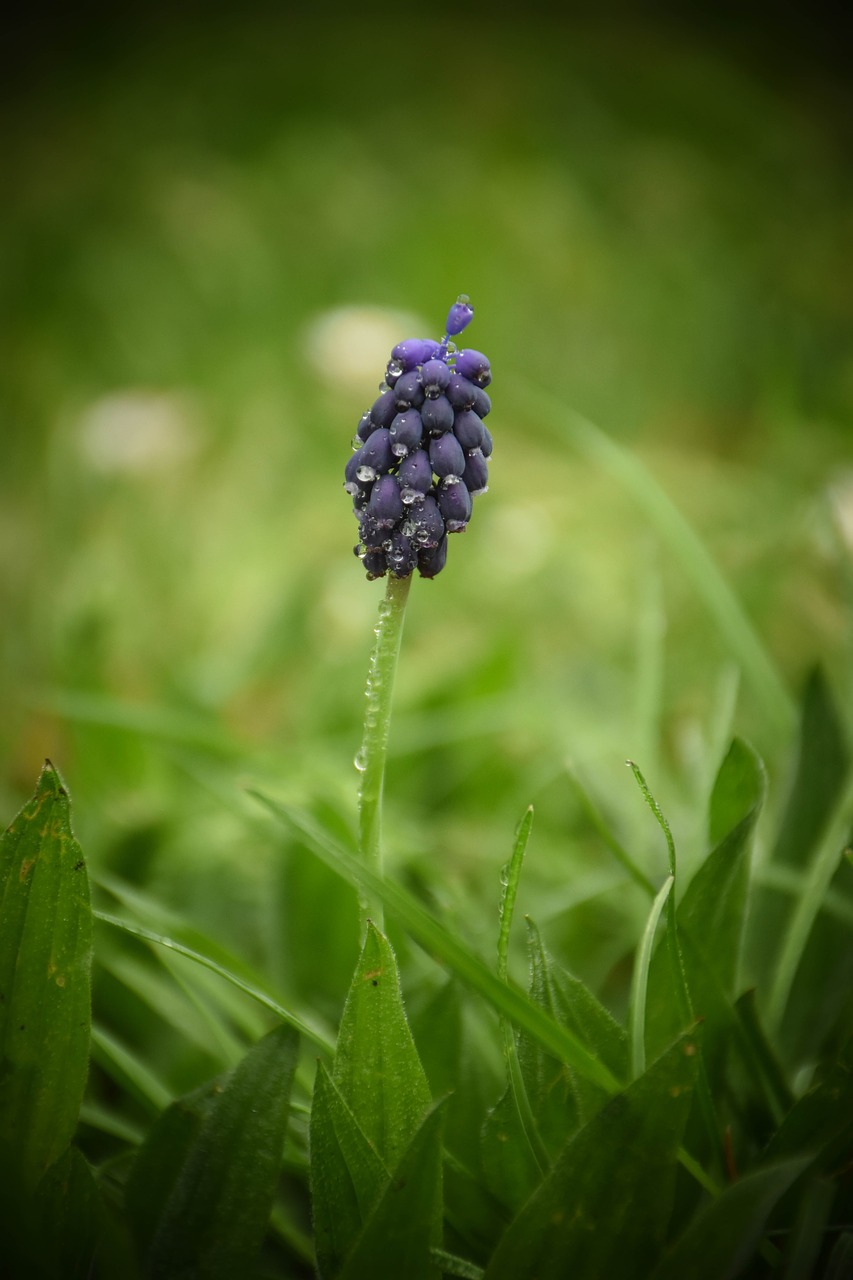 nature plant outdoors free photo