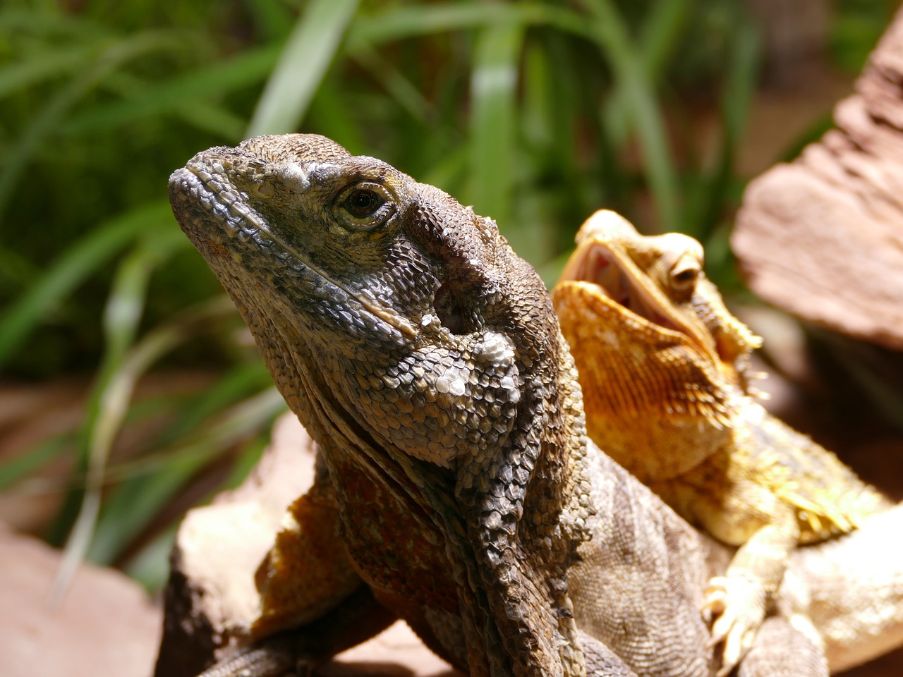 nature lizard reptile free photo