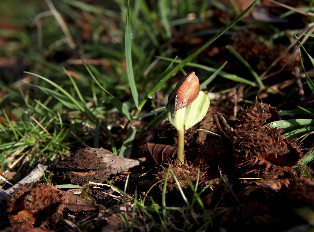 nature plant leaf free photo