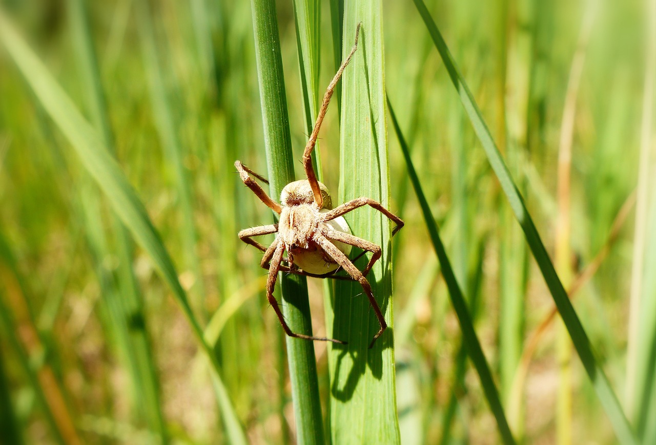 nature insect at the court of free photo