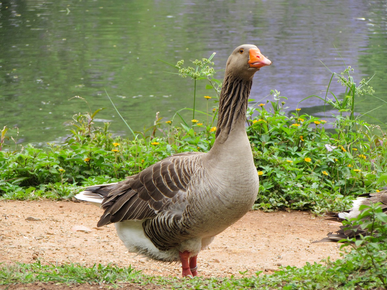 nature birds duck free photo