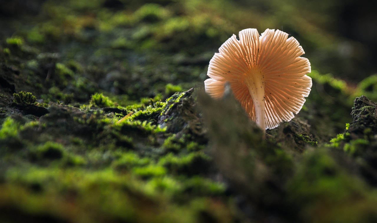 nature moss mushroom free photo