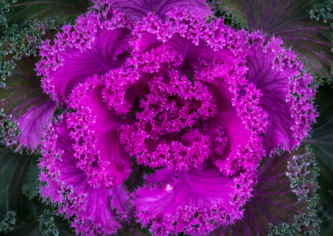 nature plant cabbage free photo