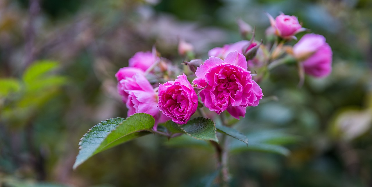 nature flower plant free photo