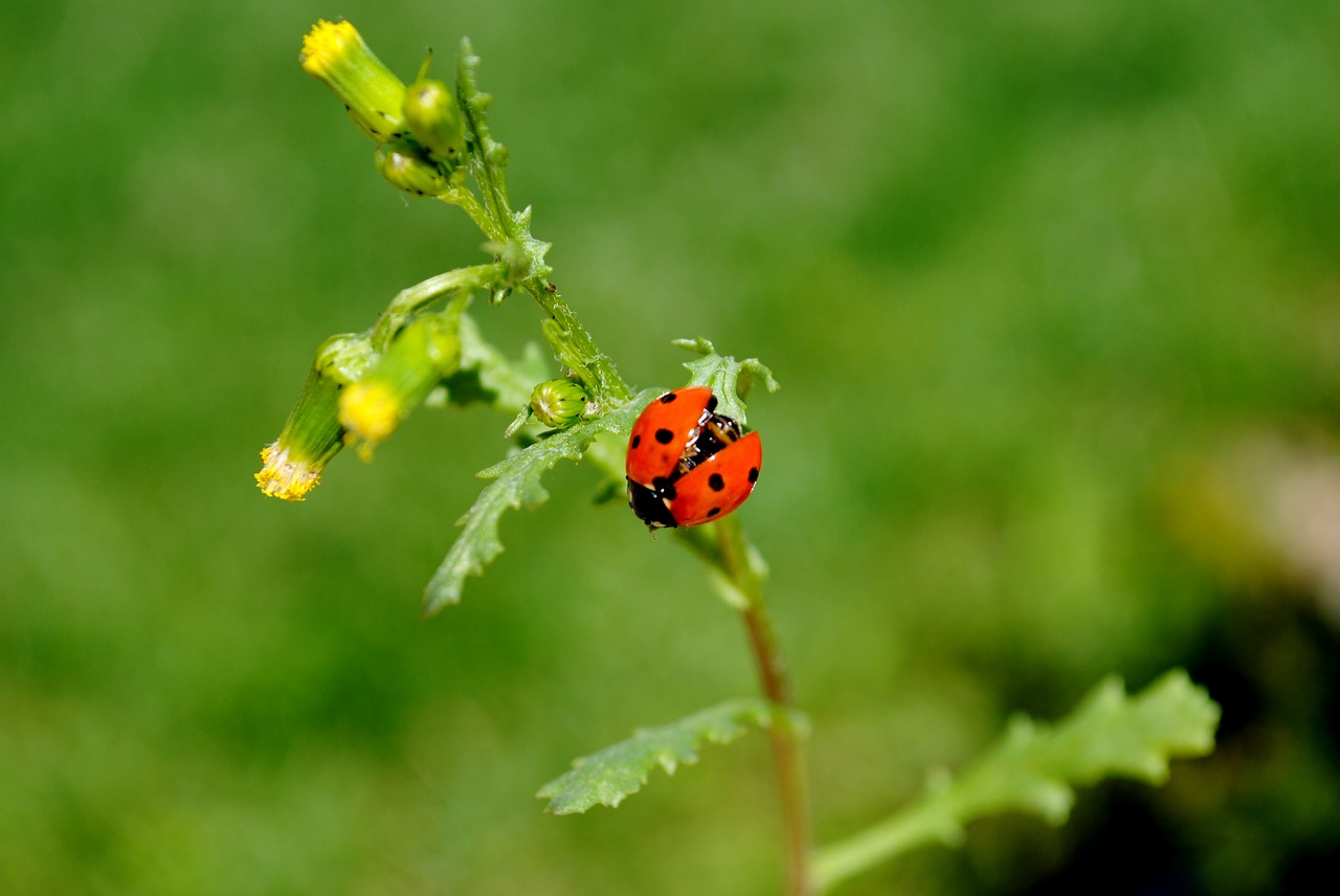 nature insect leaf free photo