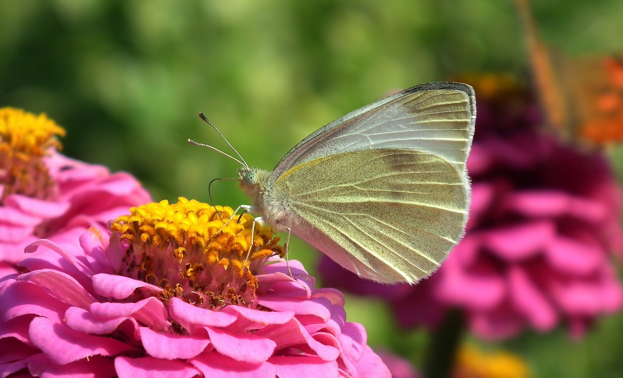 nature flower zinnia free photo