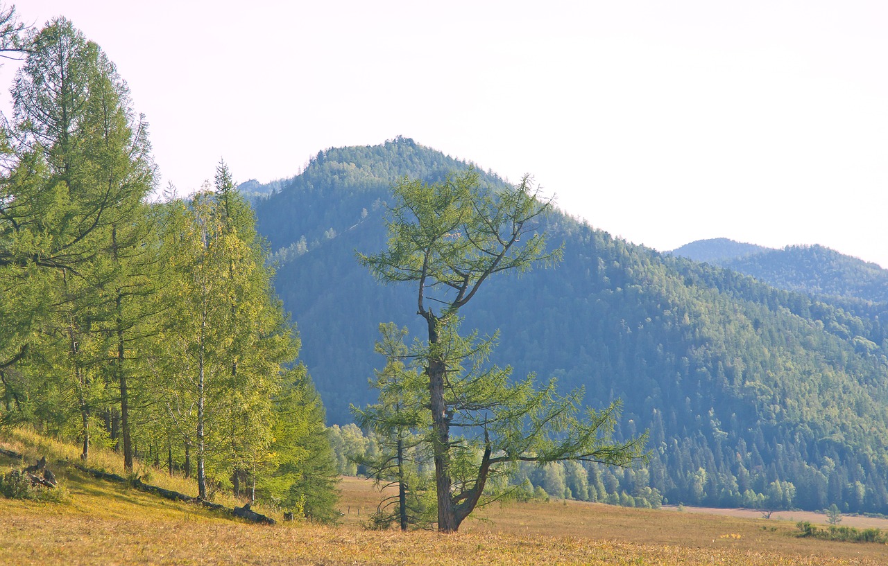 nature tree landscape free photo