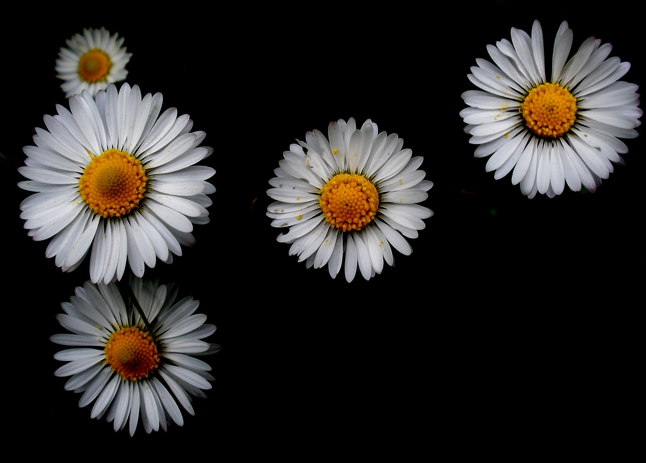 nature flower wallpaper free photo