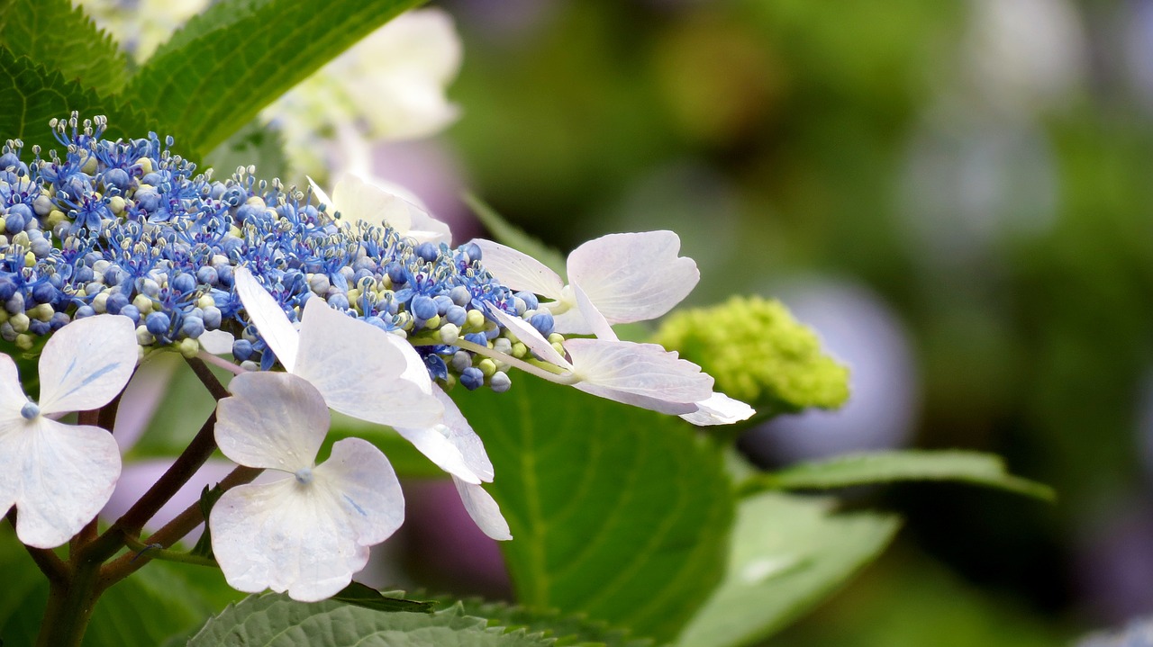 nature flowers plants free photo