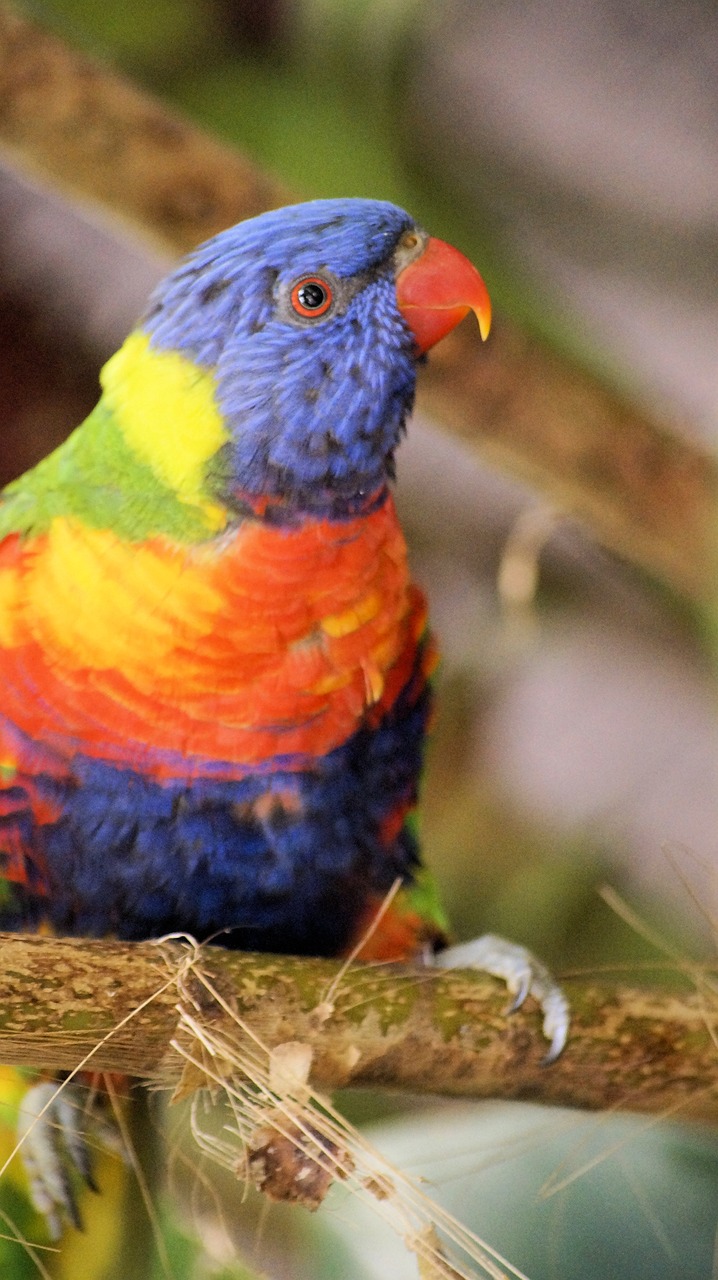 nature birds animal kingdom free photo