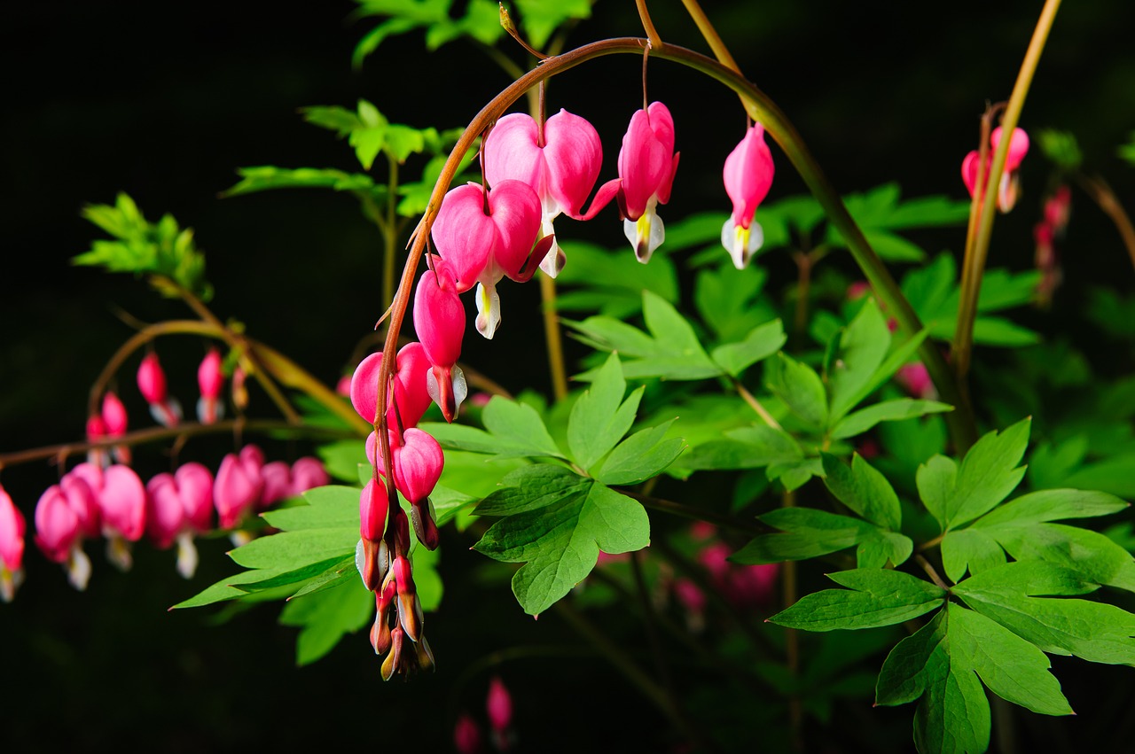 nature leaf flora free photo