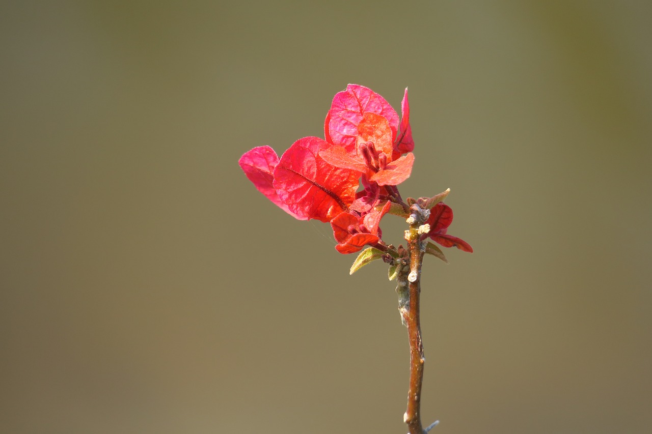 nature flower plant free photo