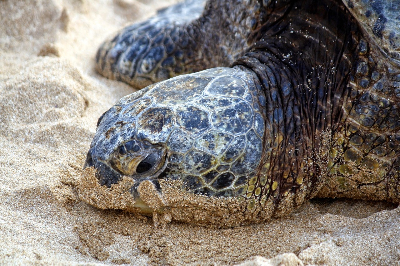 nature turtle tropical free photo