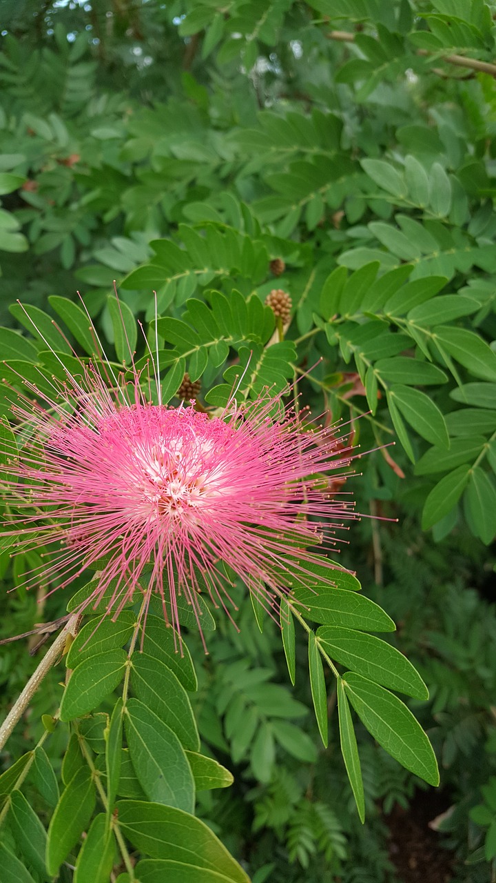 nature leaf flora free photo