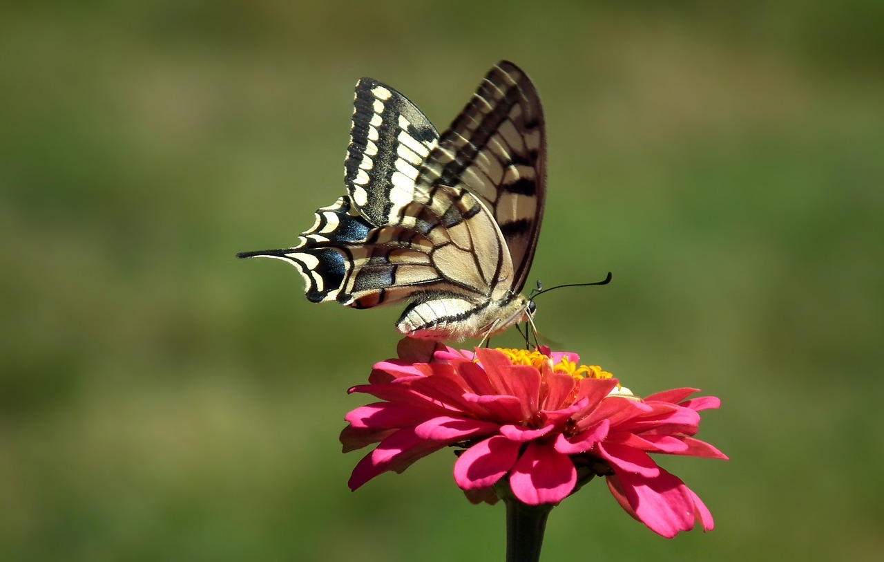 nature butterfly oct queen queen free photo