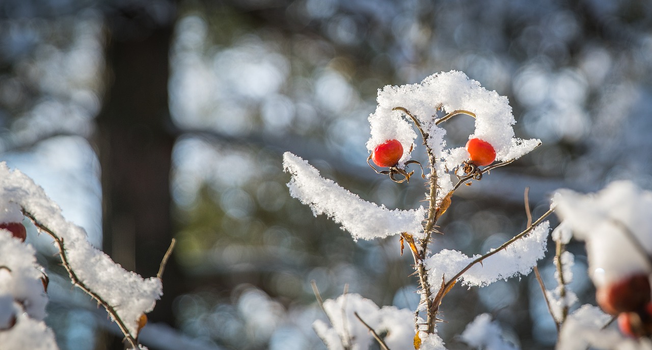 nature leann winter free photo