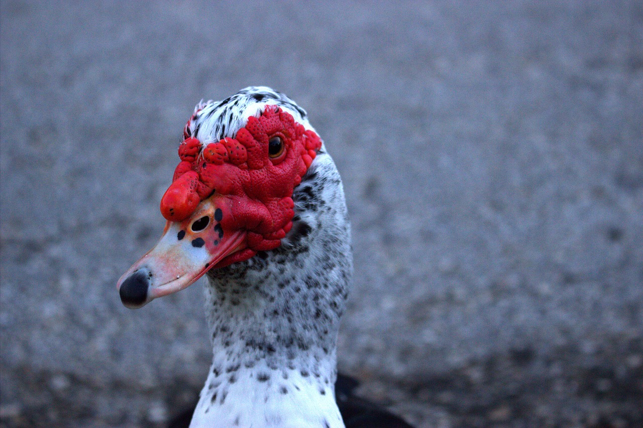 nature muscovy duck bird free photo