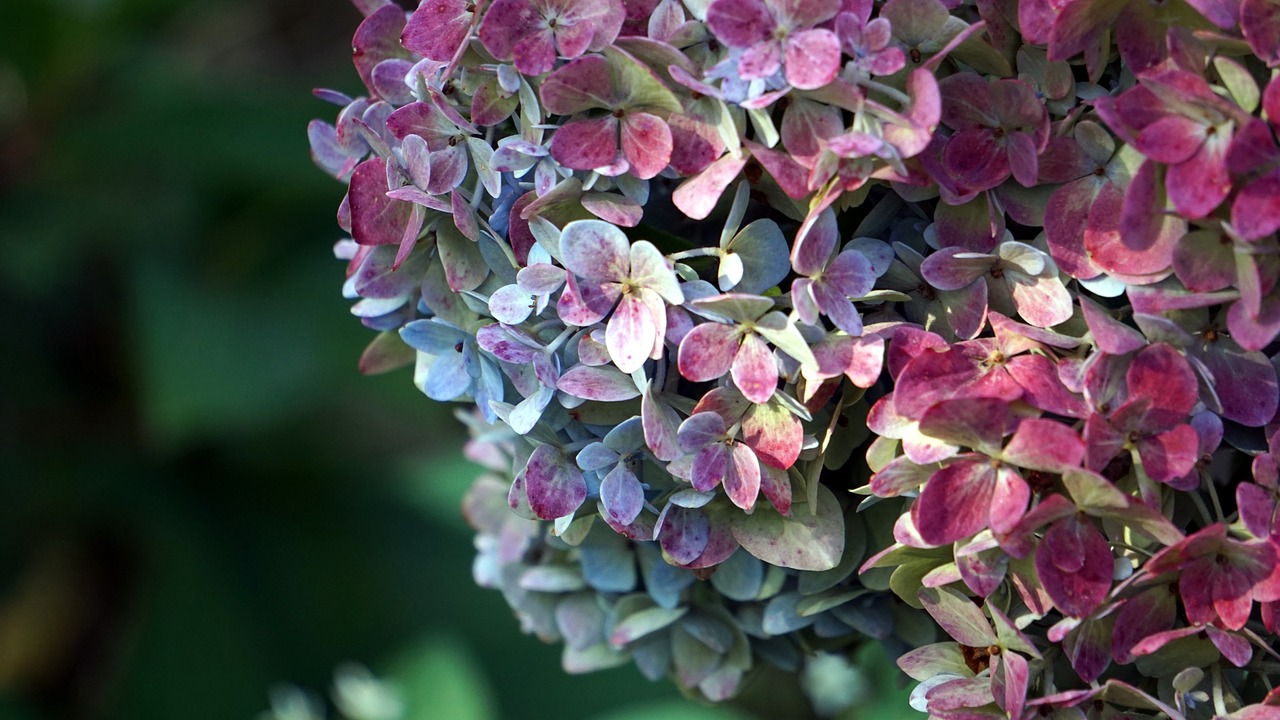 nature flower plant free photo