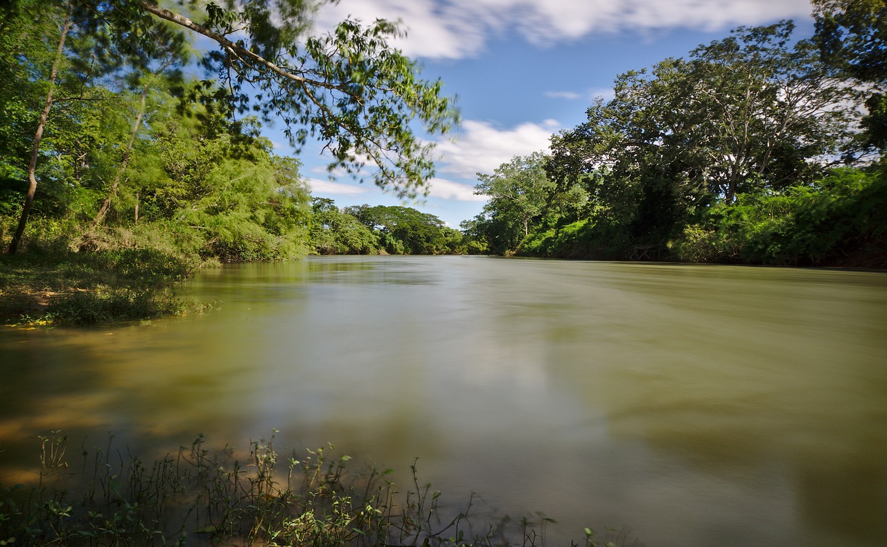 nature water tree free photo