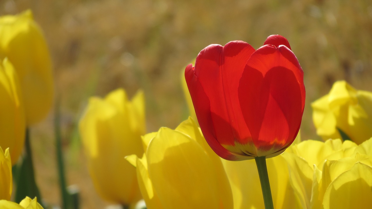 nature flowers tulip free photo