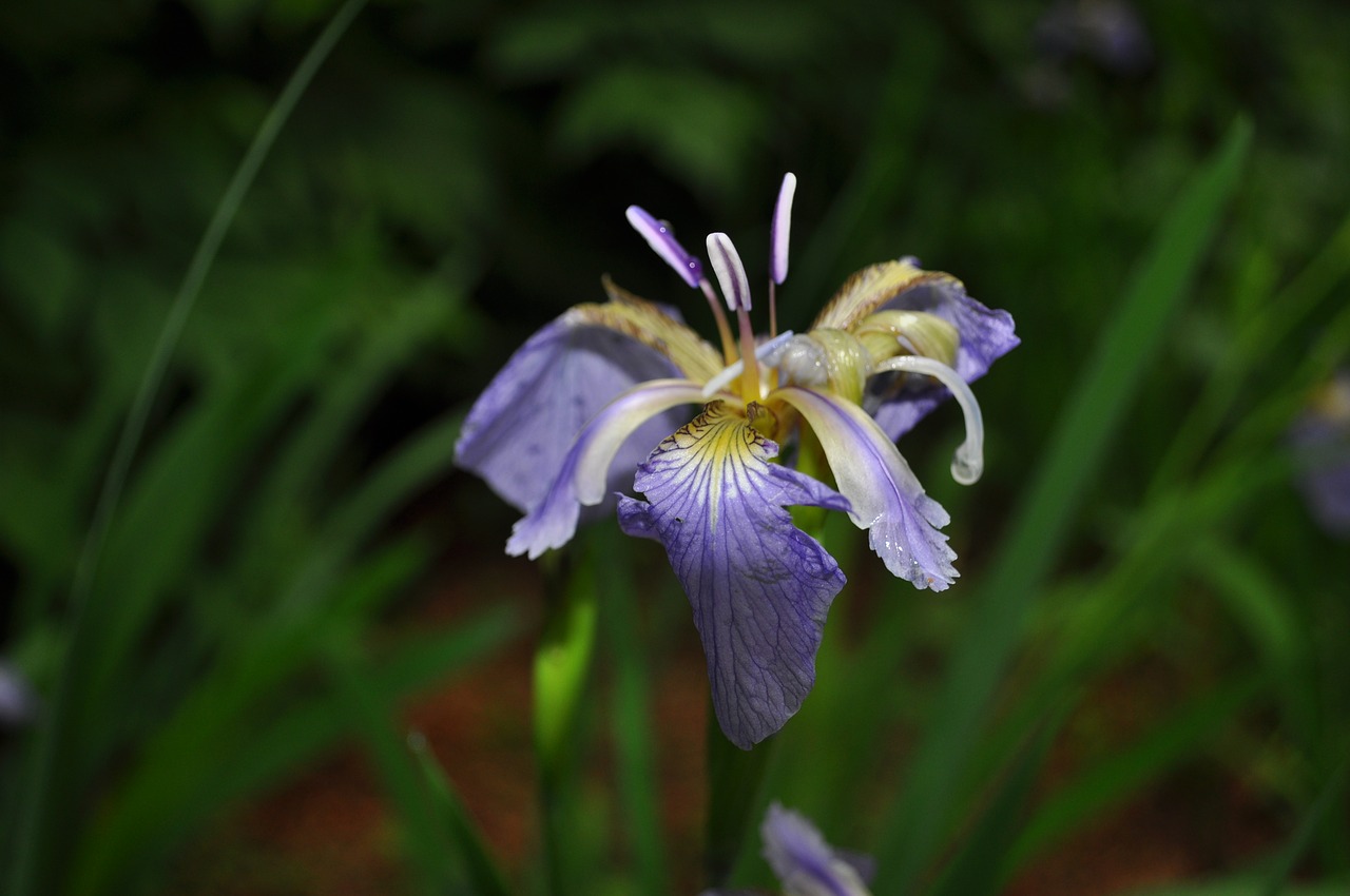 nature plants flowers free photo