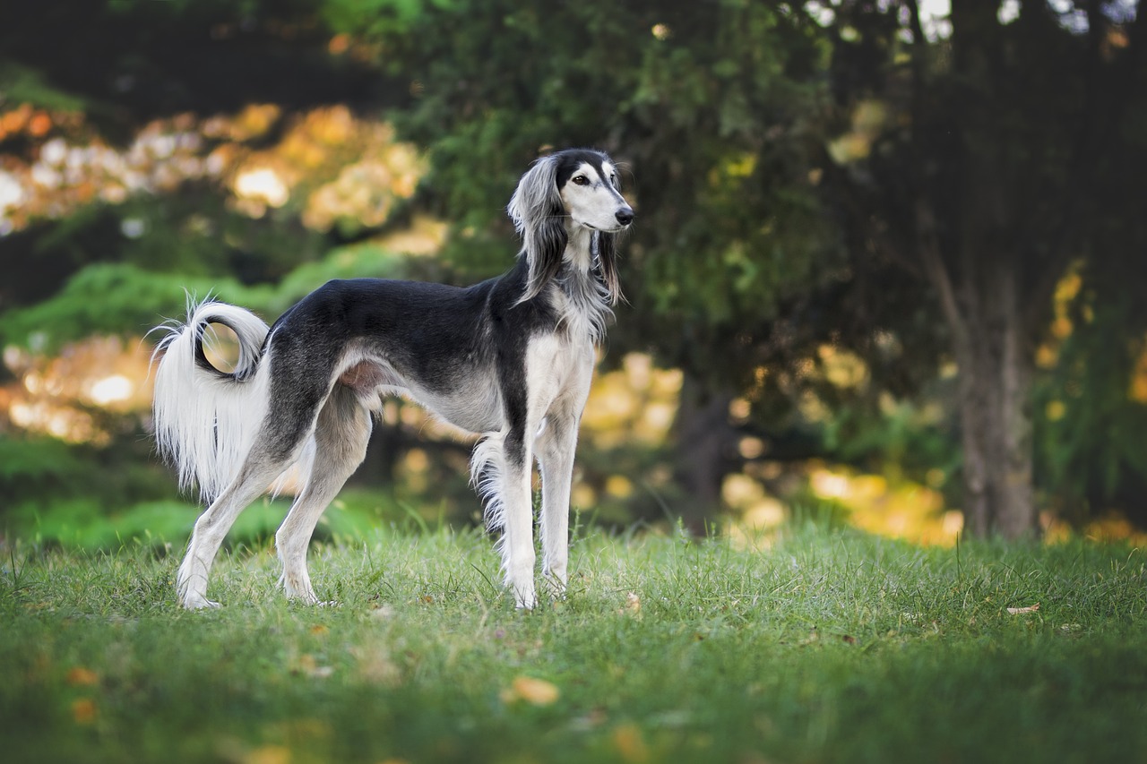 nature dog greyhound free photo