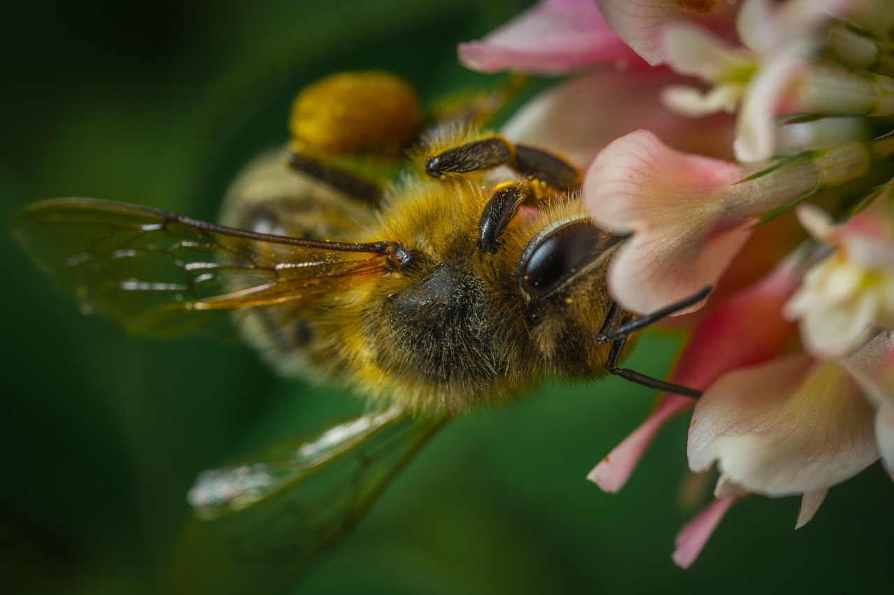 nature flower bee free photo