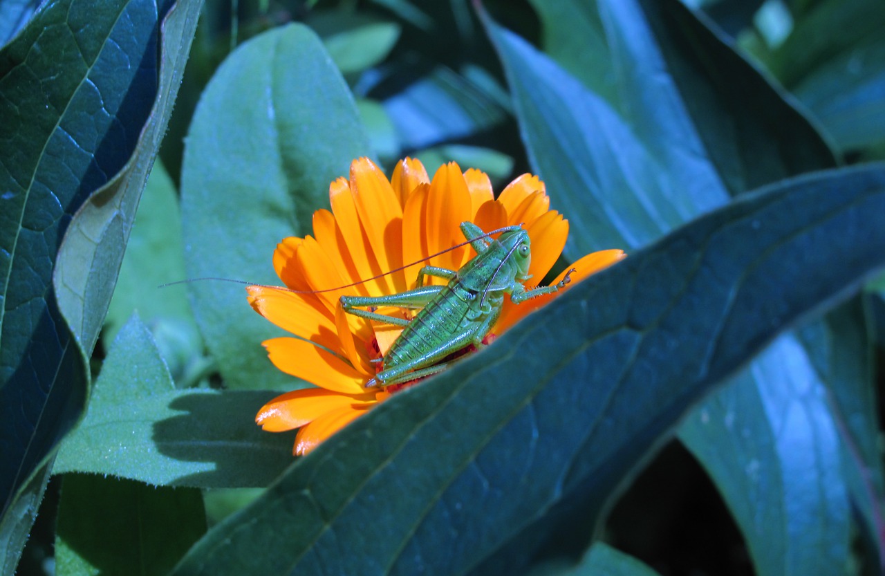 nature leaf flower free photo