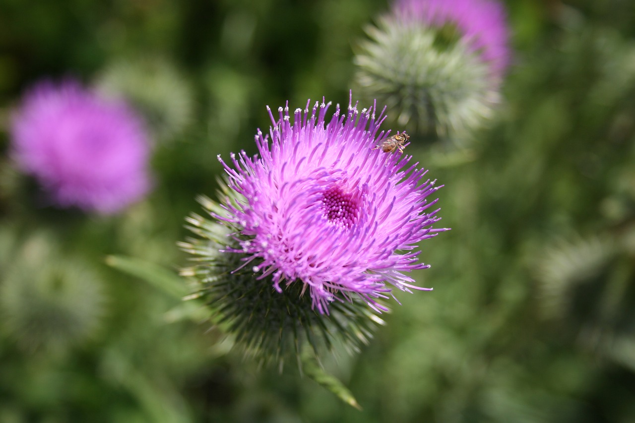 nature flora flower free photo