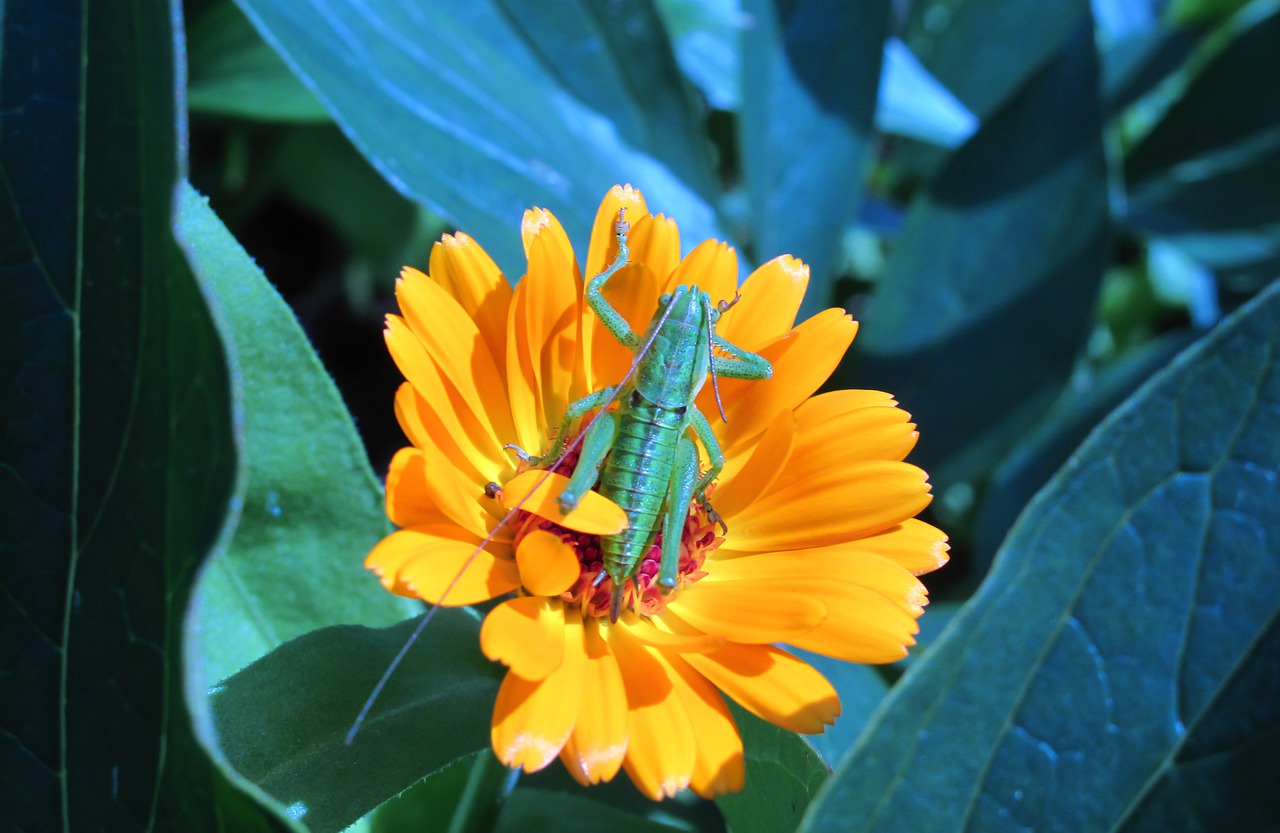 nature plant flower free photo