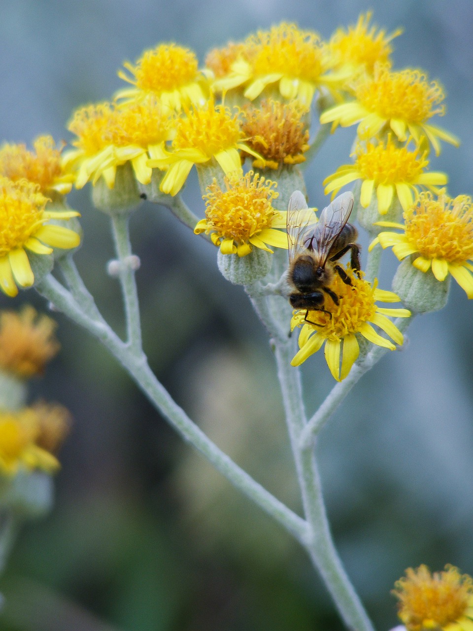 nature flower plant free photo