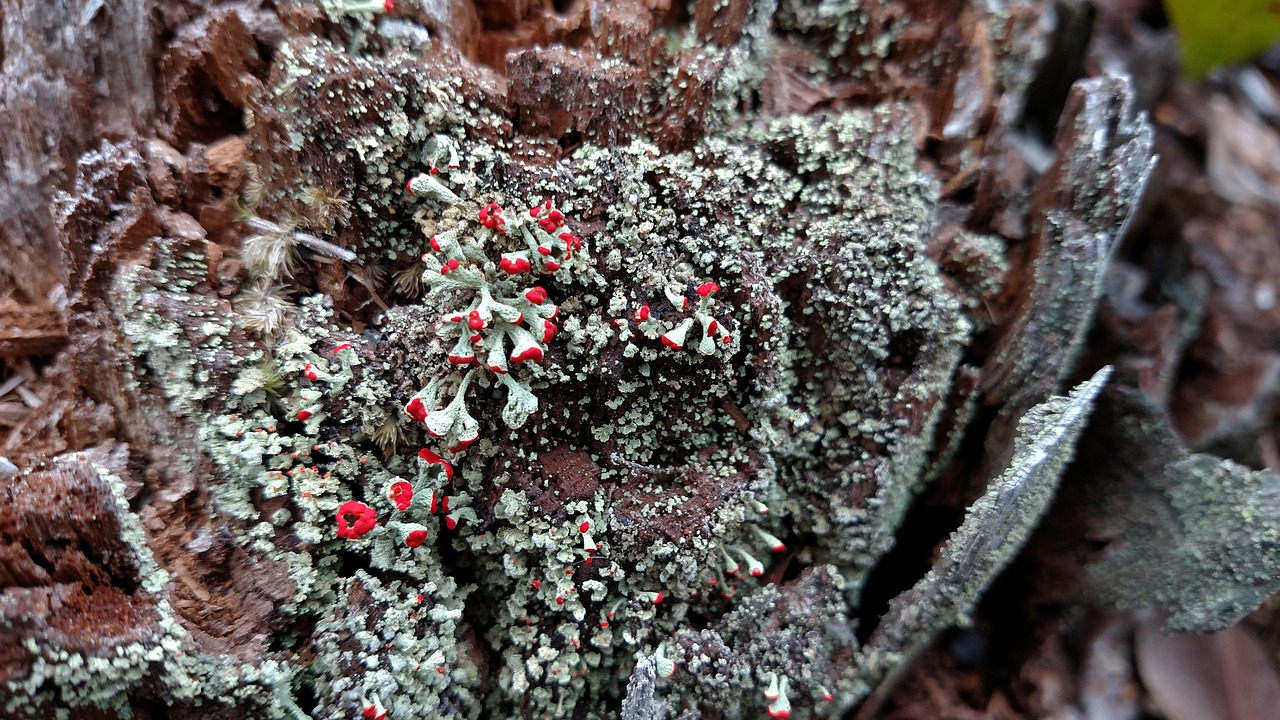 nature winter lichen free photo