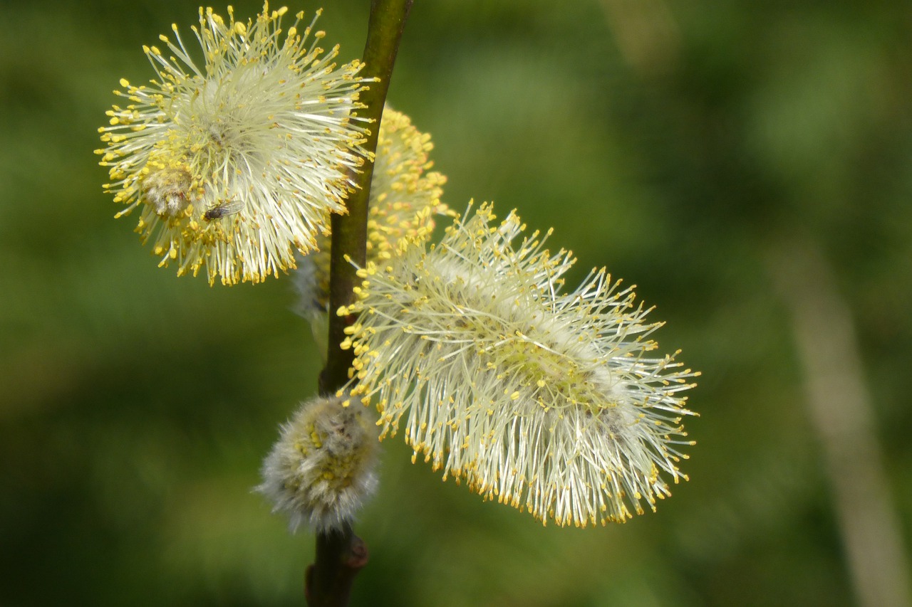 Download free photo of Nature,plant,flower,growth,willow catkin - from ...