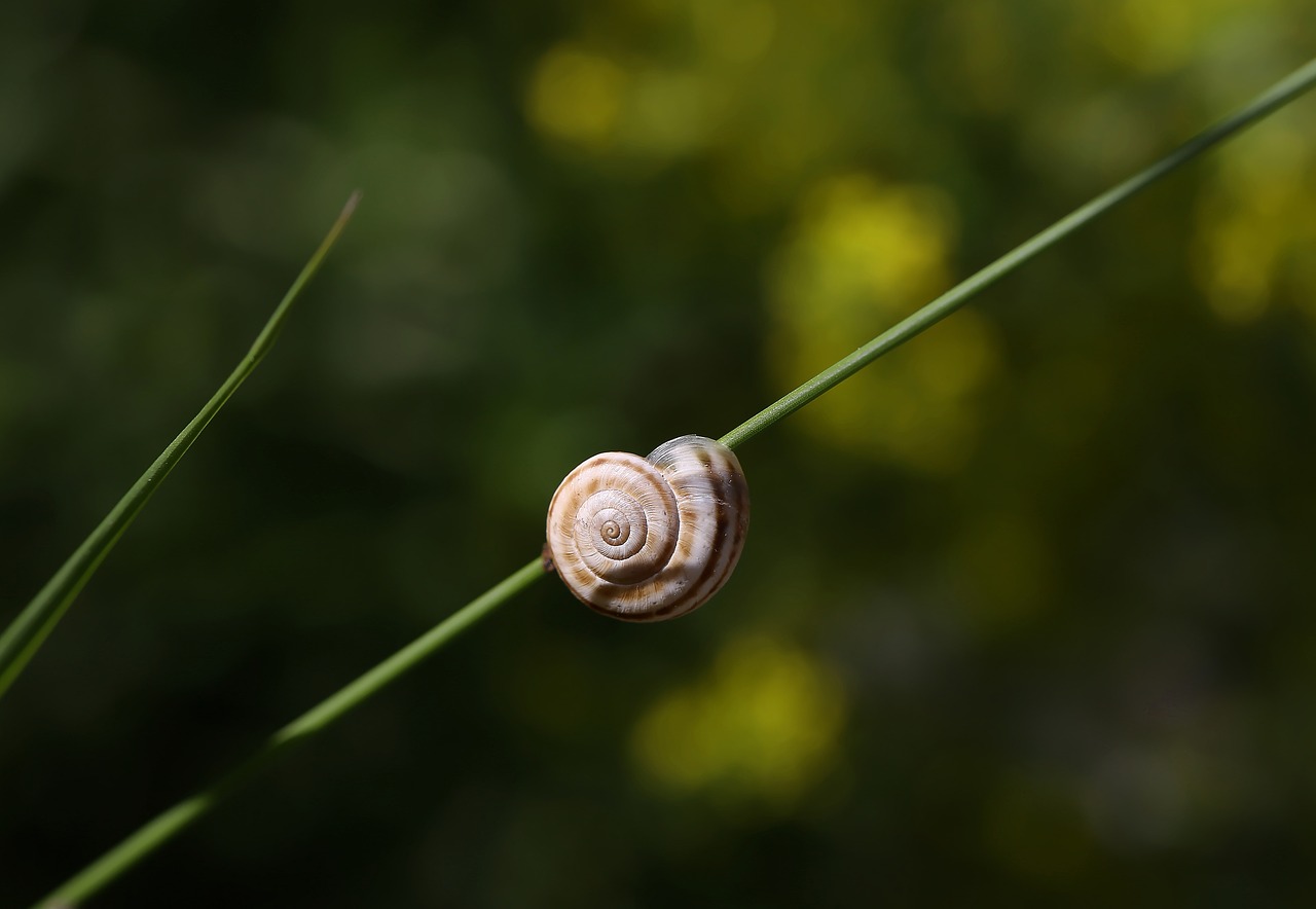 nature snail garden free photo