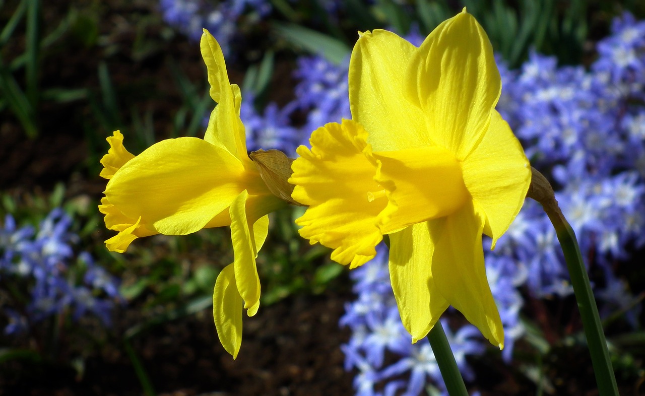 nature flower plant free photo