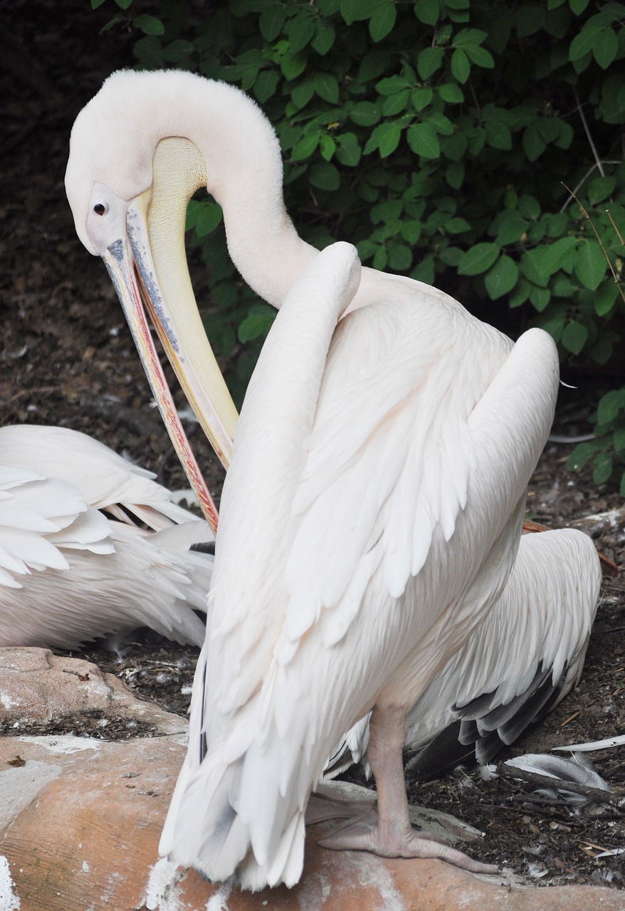 nature bird feather free photo