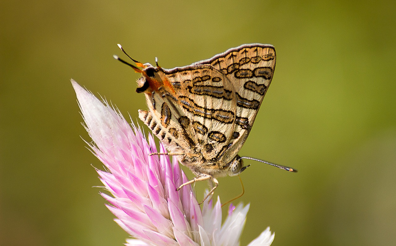 nature insect butterfly free photo