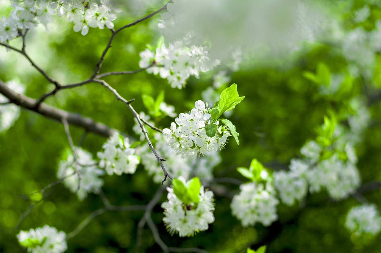 Seasonal Summer Plants. Fresh Flowers.