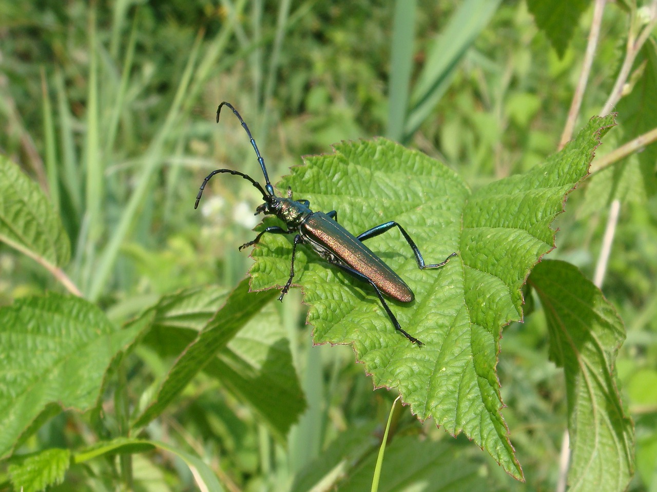 nature insect leaf free photo