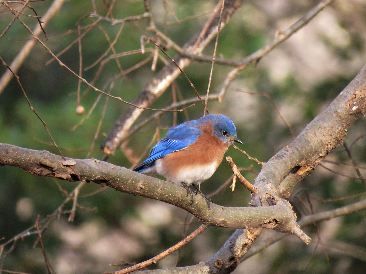 nature bird wildlife free photo