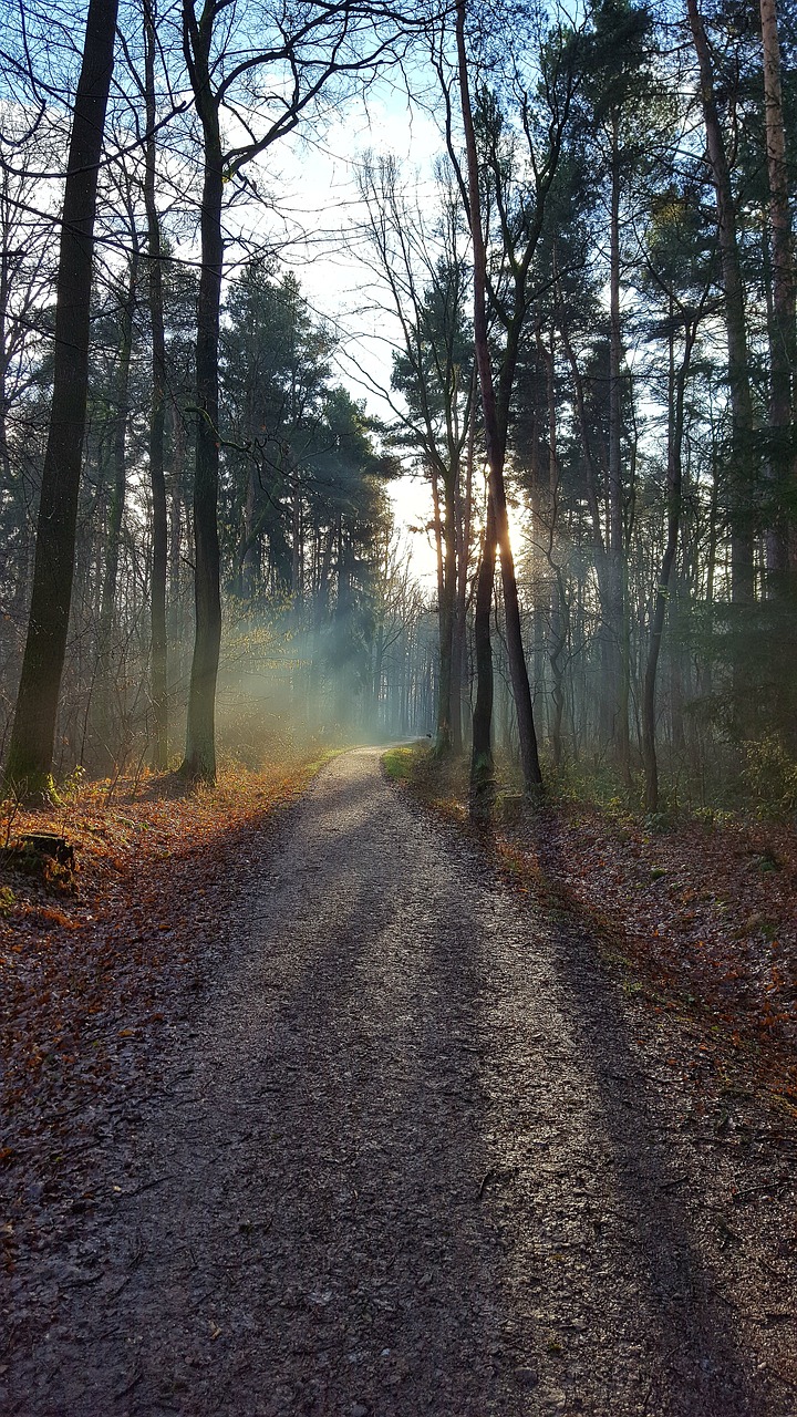 nature tree wood free photo