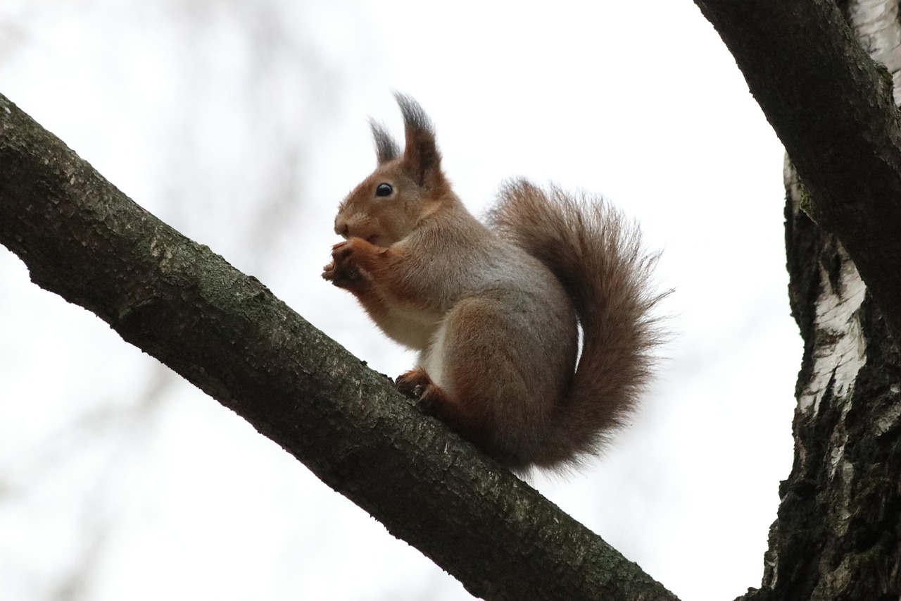 nature cute tree free photo