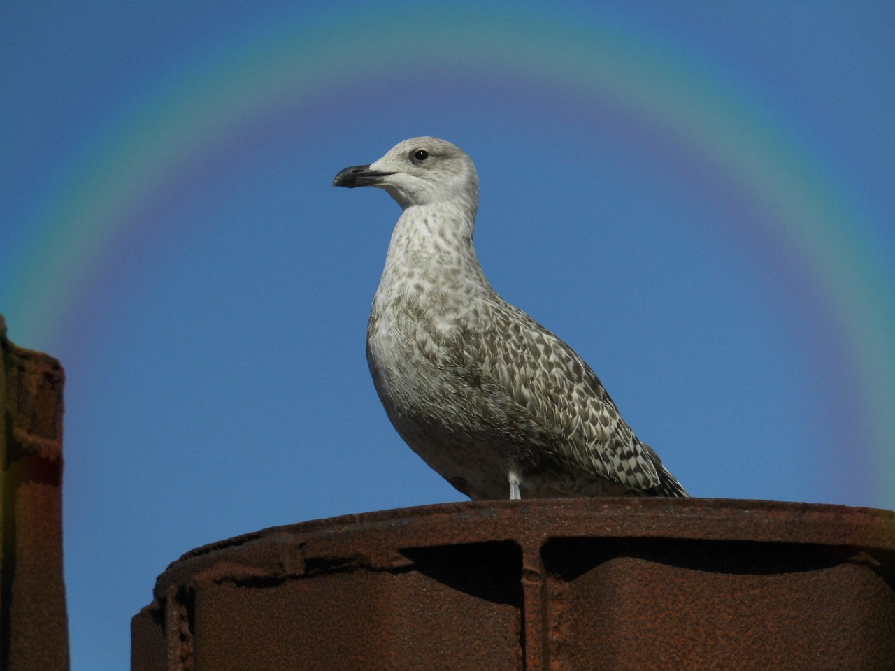 nature bird animal world free photo