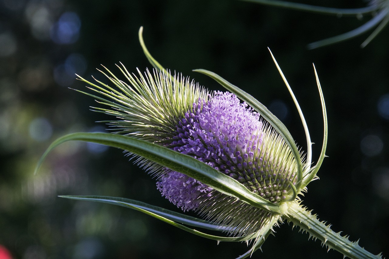 nature flower plant free photo