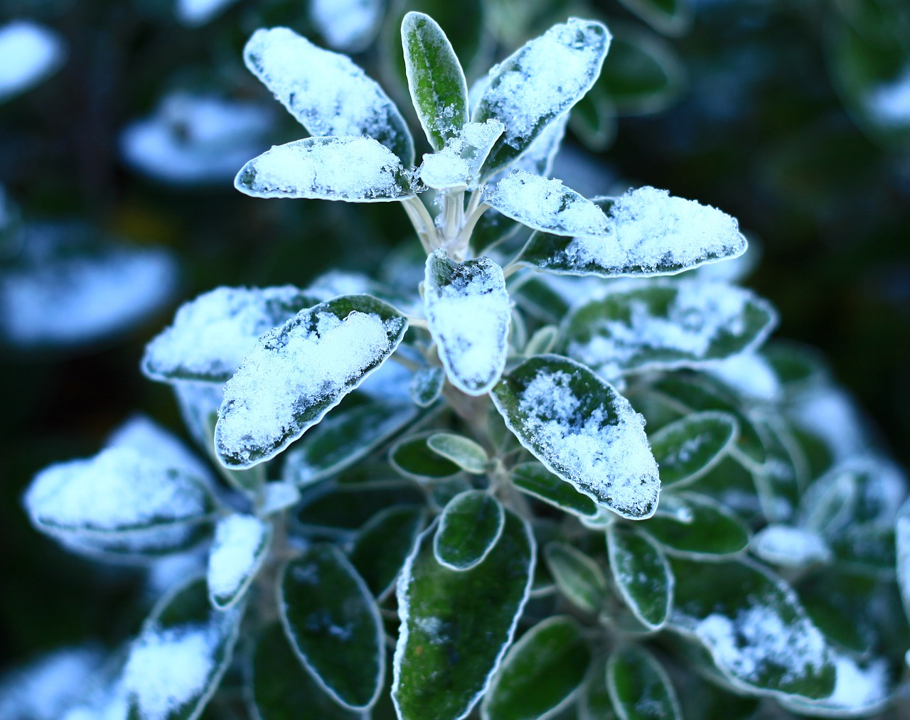 nature flora tree free photo