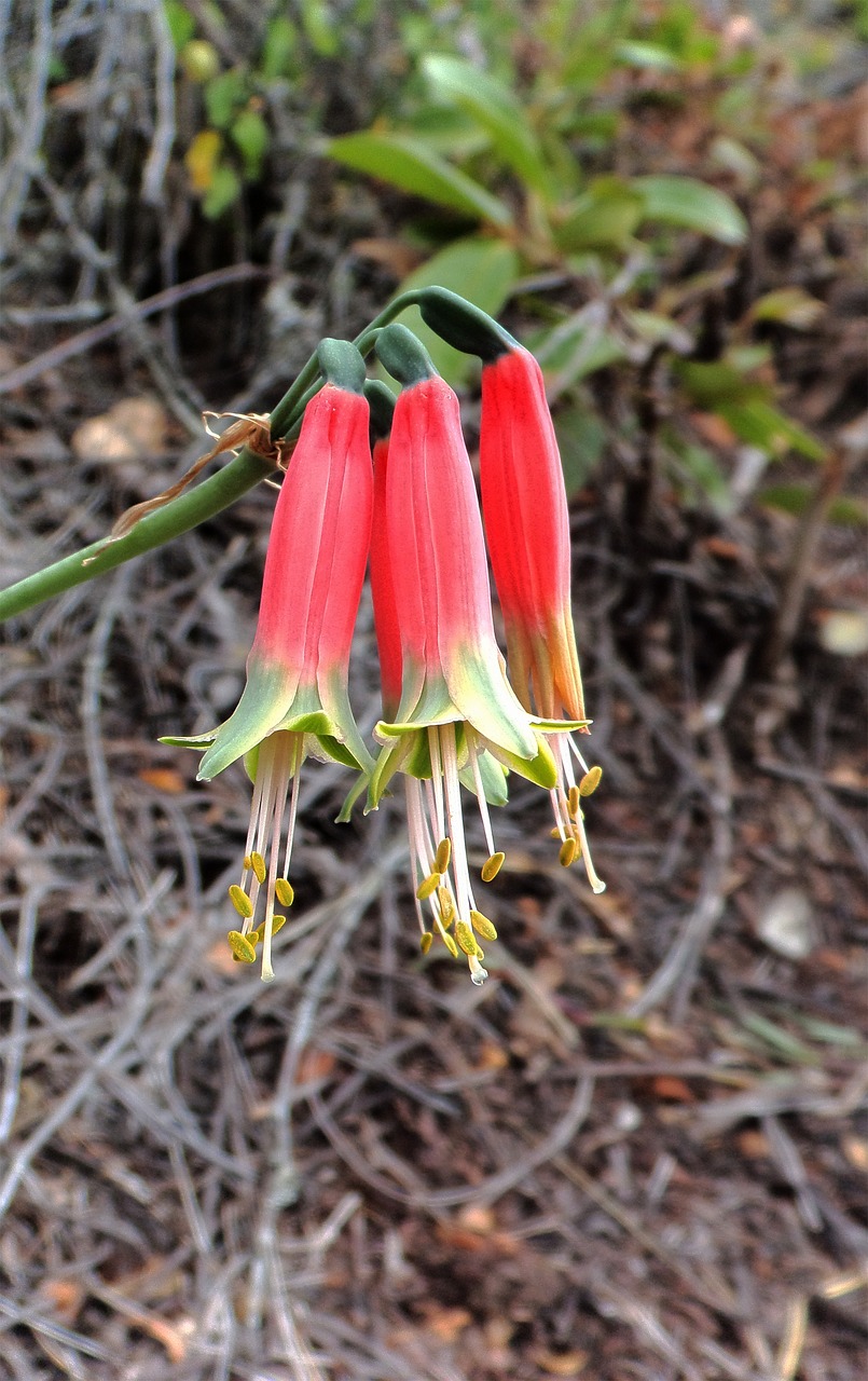 nature outdoors plant free photo