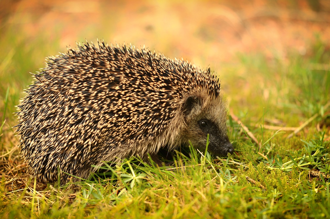 nature grass animal world free photo